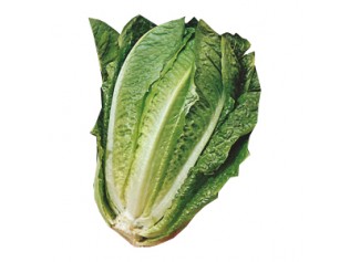 LECHUGA ROMANA